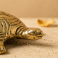 Kurma Brass Vastu Tortoise | Prosperity & Positive Energy Decor